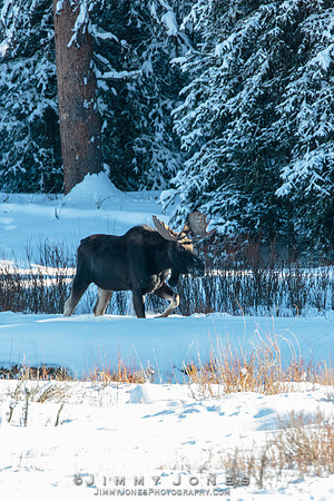 Bull Moose