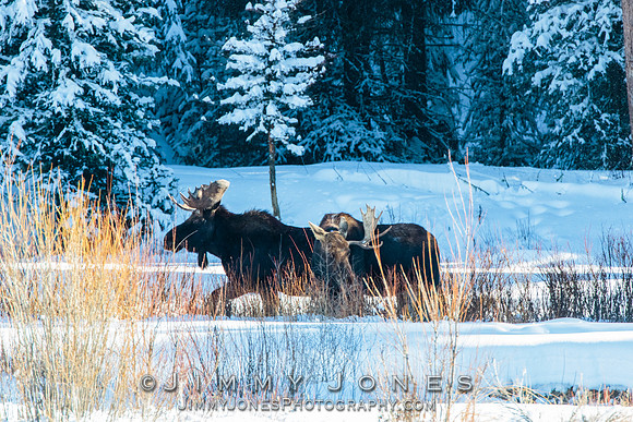 Bull Moose