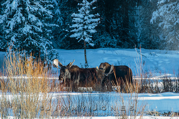 Bull Moose