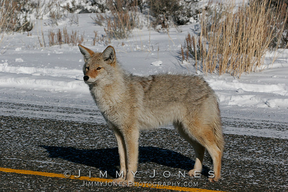 Coyote In Street