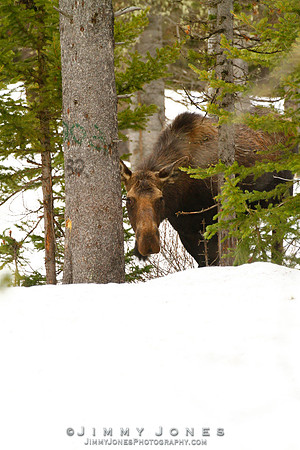 Moose