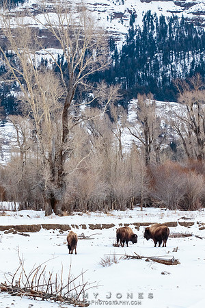Bison