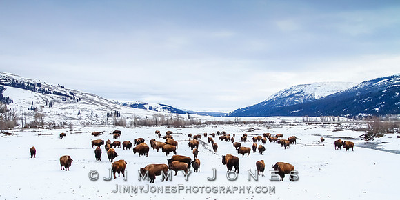 Bison Herd at The Confluence