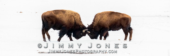 Bison Sparring