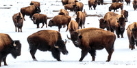 Bison