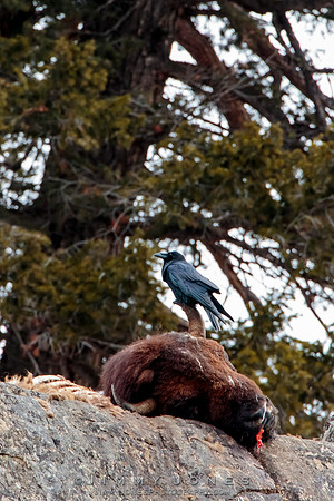 Bison Carcass in Lamar Canyon