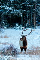 Bull Elk