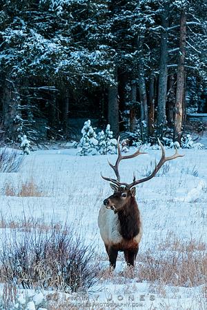 Bull Elk