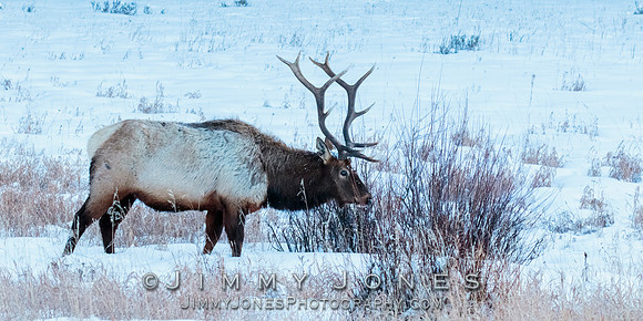 Bull Elk