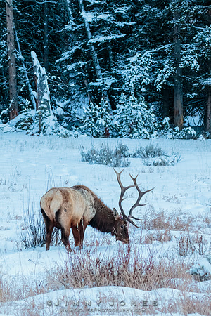 Bull Elk