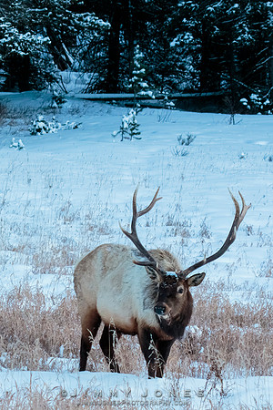 Bull Elk
