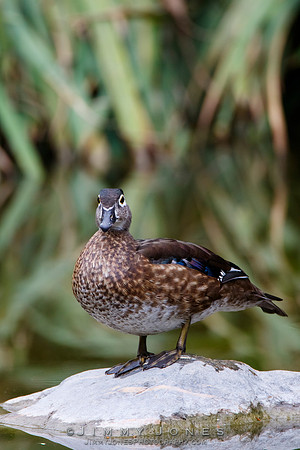 Female Wood Duck