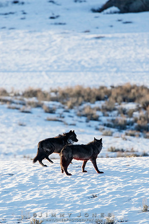 Prospect Peak Wolf ~ 970f - CS/P0691