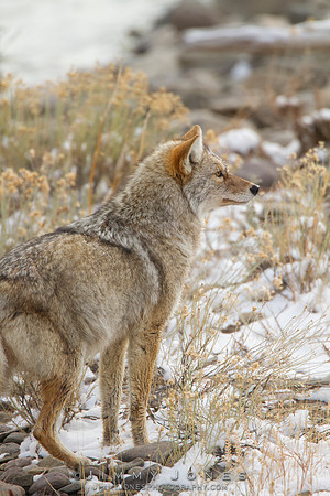 Coyote - CS/P0728