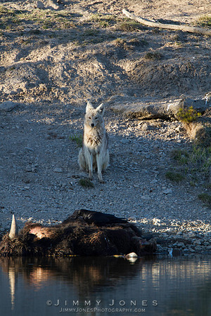 Coyote at Bison Carcass - CS/P0729