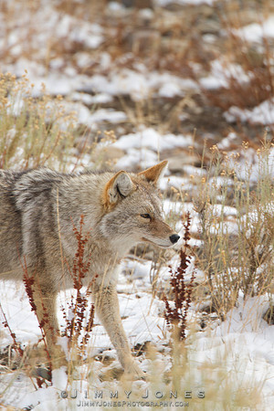 Coyote - CS/P0730