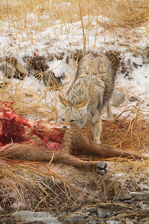 Coyote at Elk Carcass - CS/P0740