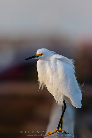 Snowy Egret