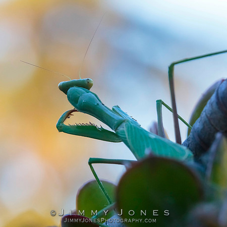 Praying Mantis