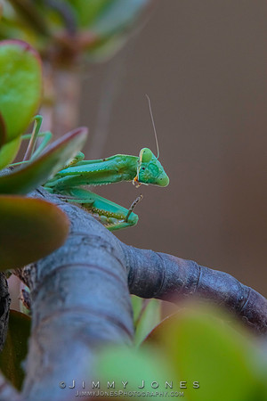 Praying Mantis