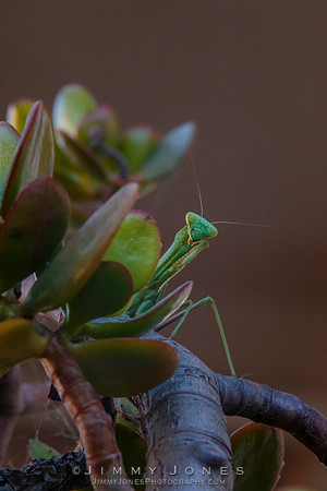 Praying Mantis