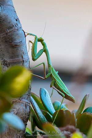 Praying Mantis