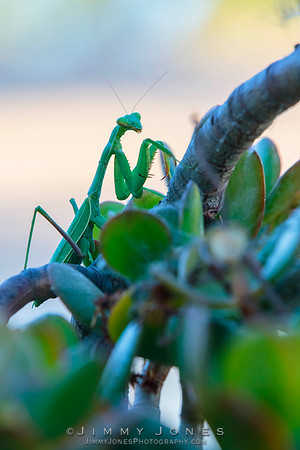 Praying Mantis