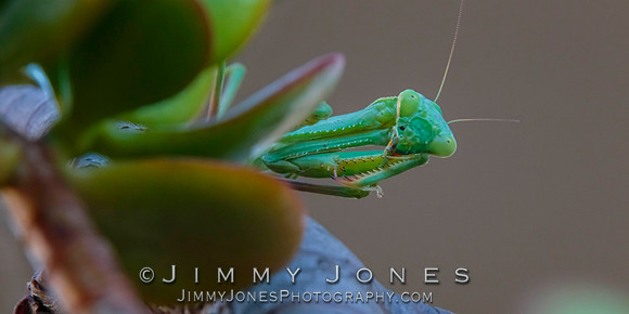 Praying Mantis