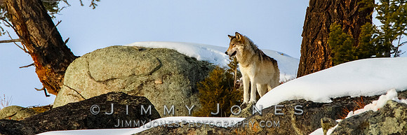 '06 Female Wolf