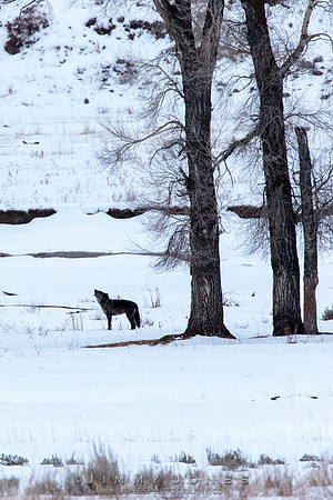 Junction Butte Wolf 1386F/ Howling