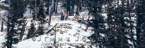 Shrimp Lake Pack Wolves