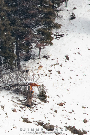 Shrimp Lake Pack Wolves