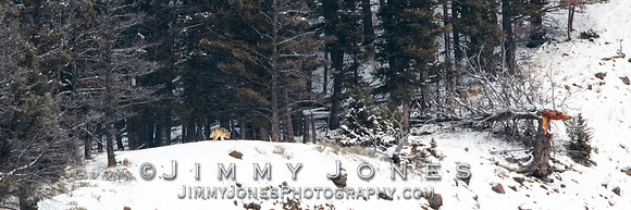 Shrimp Lake Pack Wolf
