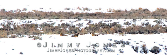 Shrimp Lake Pack Wolves Howling