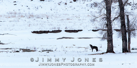 Junction Butte Wolf 1386F/ Howling