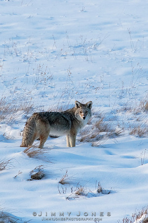 Coyote
