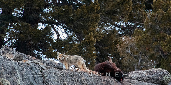 Bison Carcass in Lamar Canyon