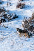 Coyote