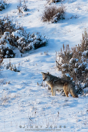 Coyote
