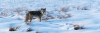 Coyote