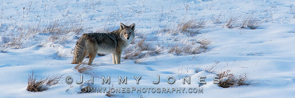 Coyote