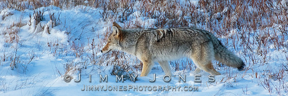 Coyote