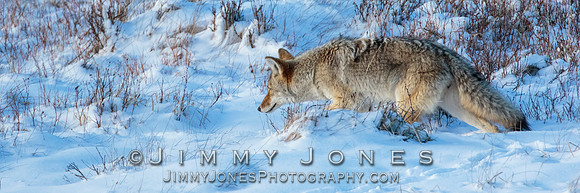 Coyote