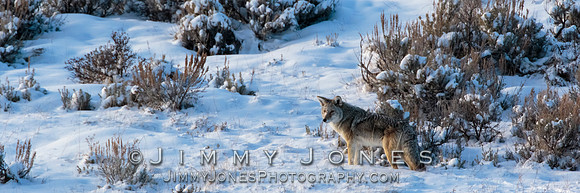 Coyote