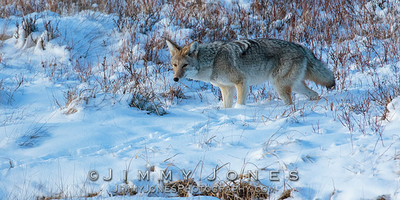 Coyote