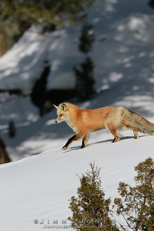 Red Fox