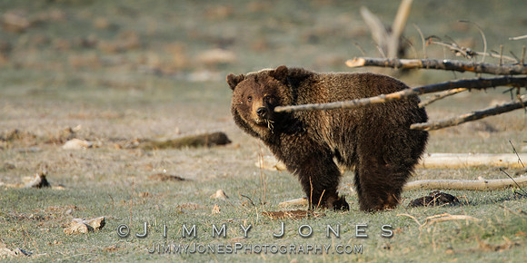 Grizzly Bear