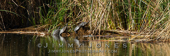 Red-eared sliders