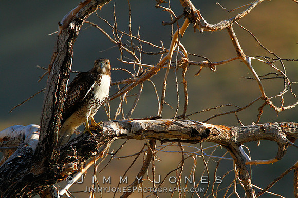 Red-tailed Hawk (Juvenile)