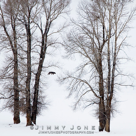 Junction Butte Pack Black Female